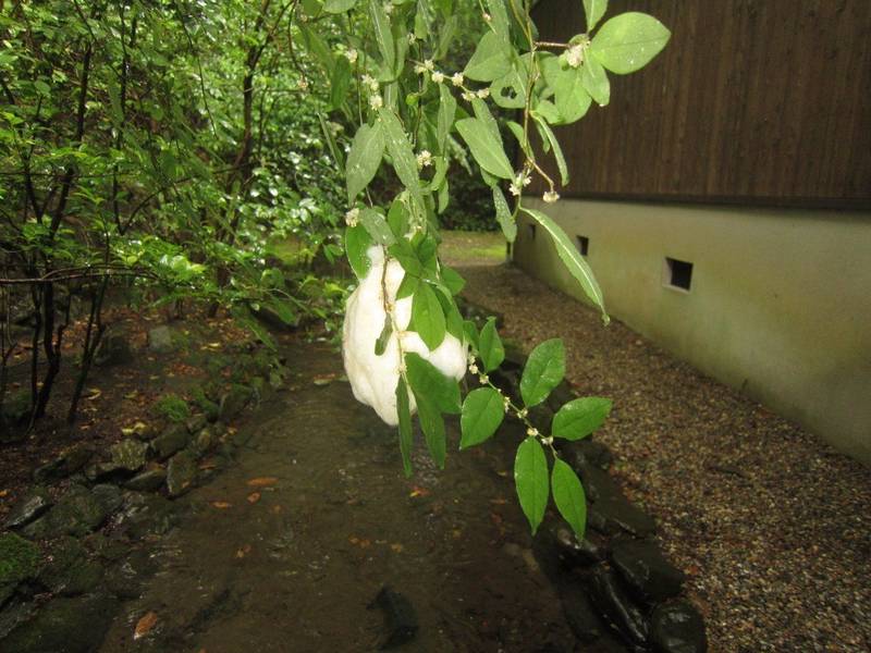 大興寺,京都府福知山市正明寺1771
