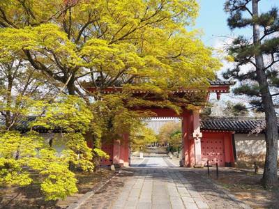 真正極楽寺 (真如堂),見どころ,なつ