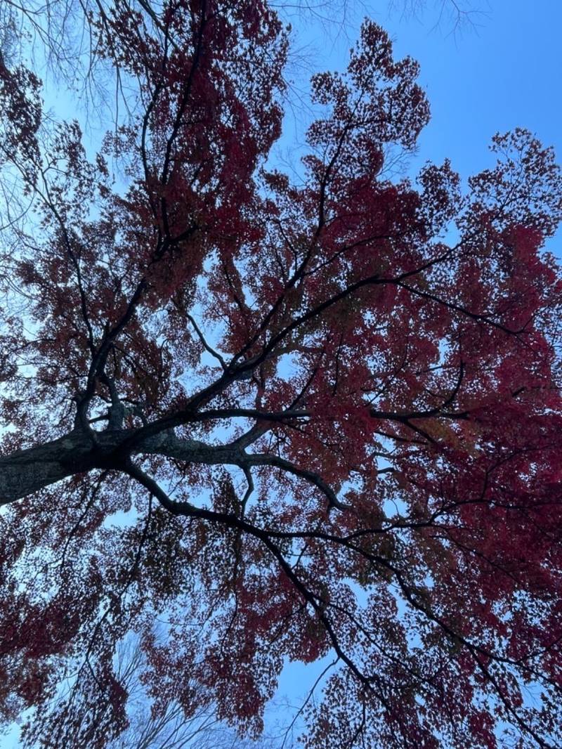 最乗寺箱根別院,神奈川県足柄下郡箱根町強羅