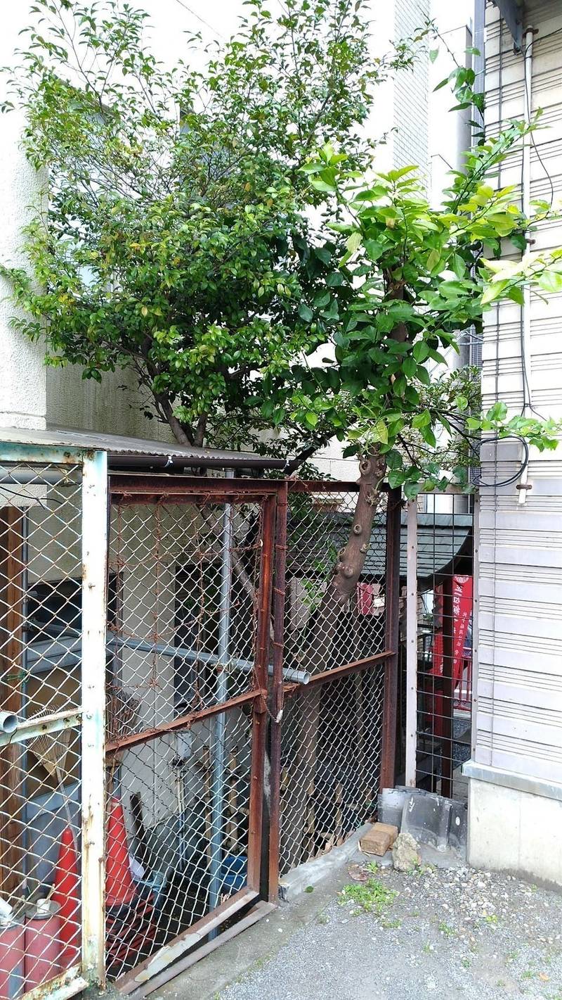 純子稲荷神社,東京都中央区日本橋茅場町3-13-6