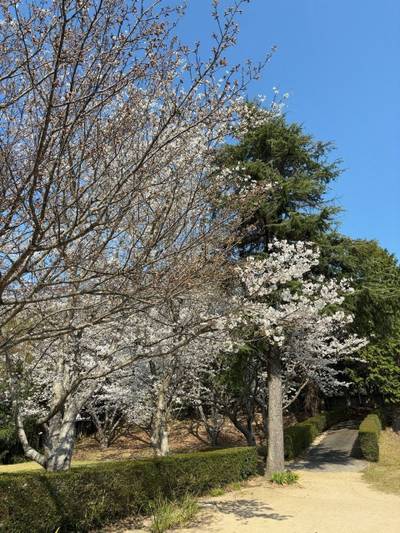 長徳寺（山口市）,見どころ,そわか