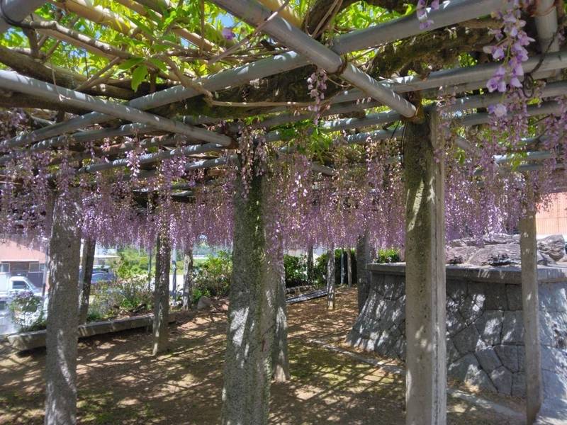 雉琴神社,福岡県糸島市飯原2117-3