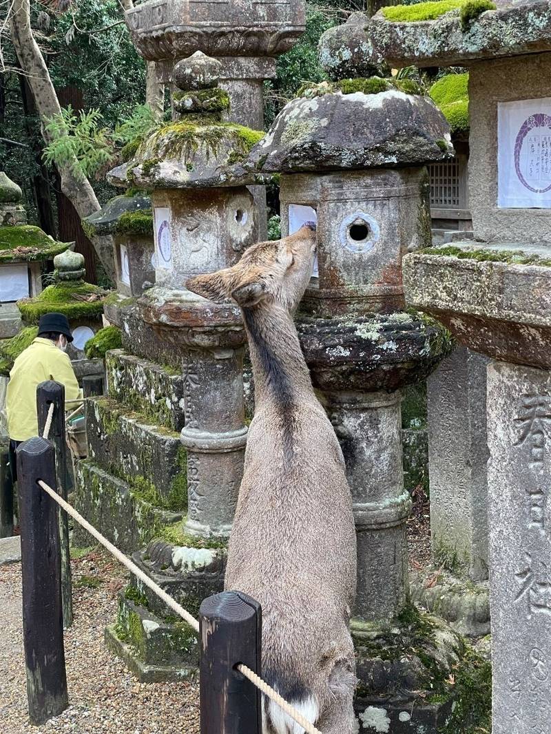 春日大社,奈良県奈良市春日野町160