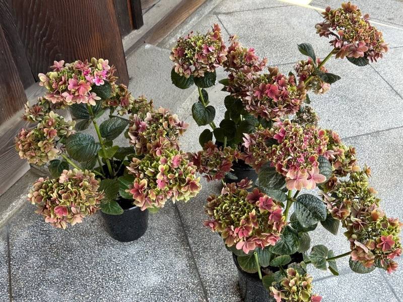 三津厳島神社,愛媛県松山市神田町1-7