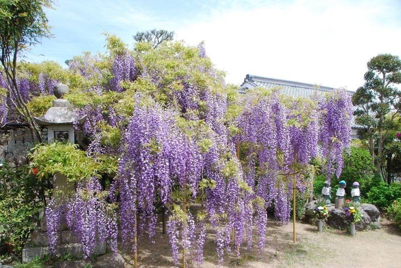 子安地蔵寺,和歌山県橋本市菖蒲谷94