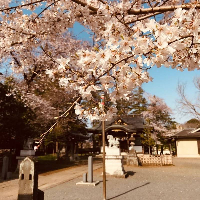 諏訪神社 東村山市 東京都 Omairi おまいり