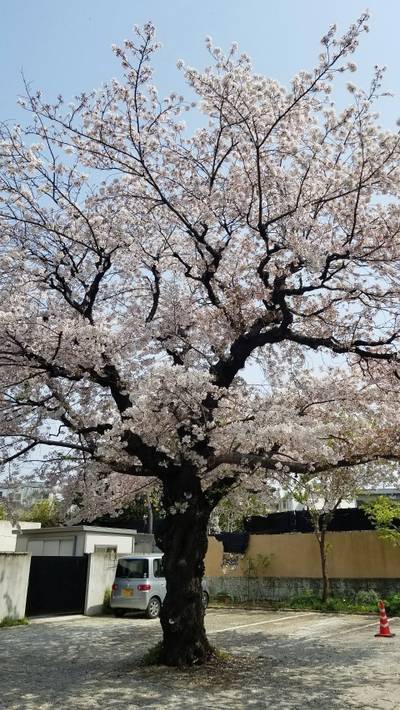 医王寺 (世田谷区) 世田谷区/東京都 Omairi(おまいり)