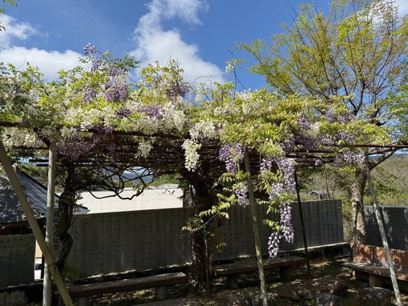 永照寺  (ばら大師),愛媛県西予市野村町阿下5-974