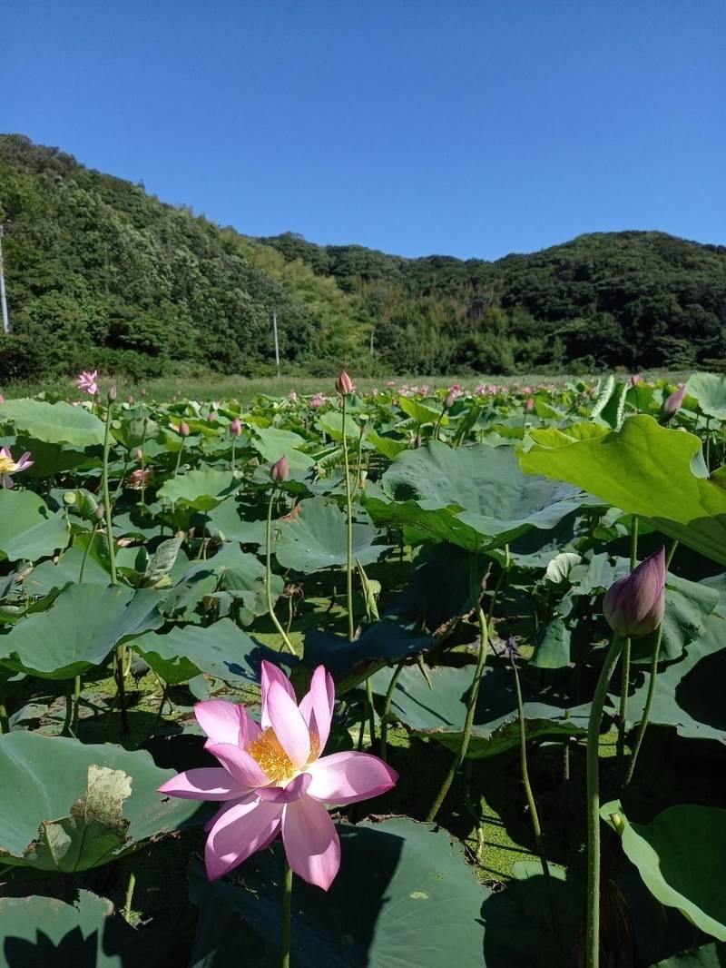 普光寺,徳島県鳴門市瀬戸町北泊北泊199
