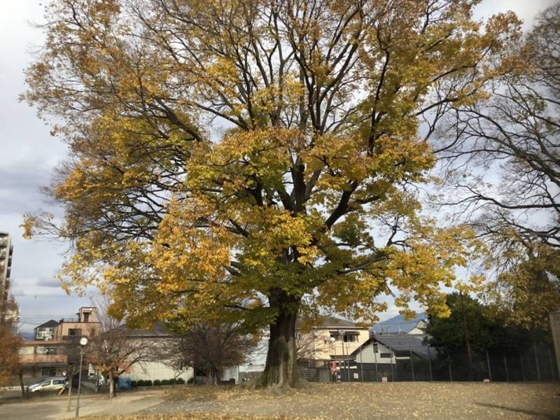 鎌達稲荷神社,京都府京都市南区唐橋西寺町57-1