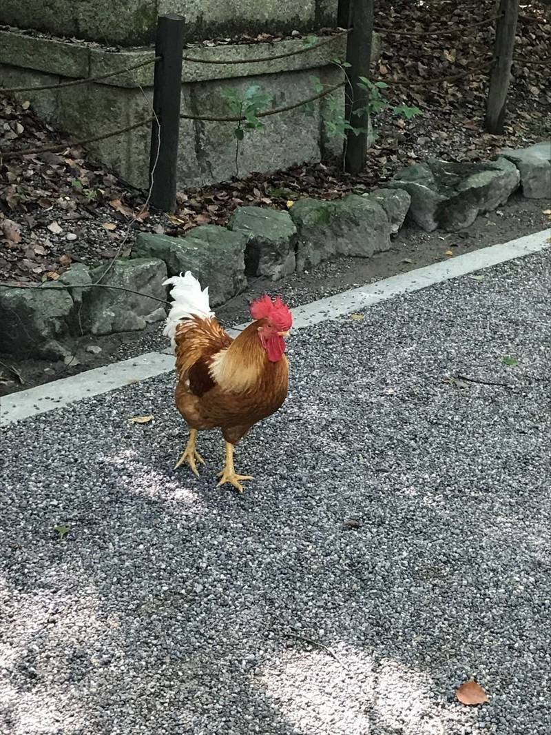 熱田神宮 名古屋市 愛知県 の見どころ コケコッ By けいくん Omairi おまいり