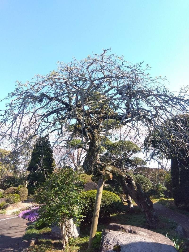 円福寺,茨城県東茨城郡茨城町鳥羽田６５６