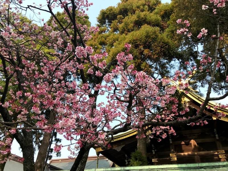 宮地嶽神社 福津市 福岡県 の見どころ 開運桜何回 By