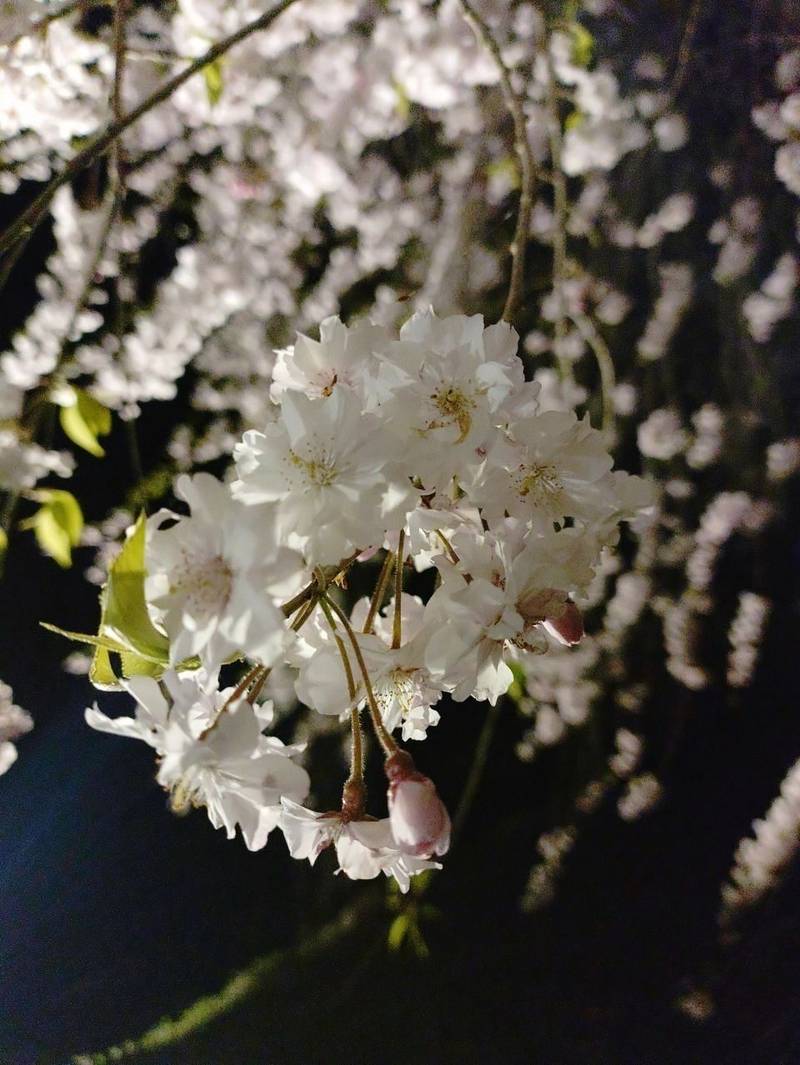 浅井神明神社    (朝日町浅井),岐阜県高山市朝日町浅井1200番地
