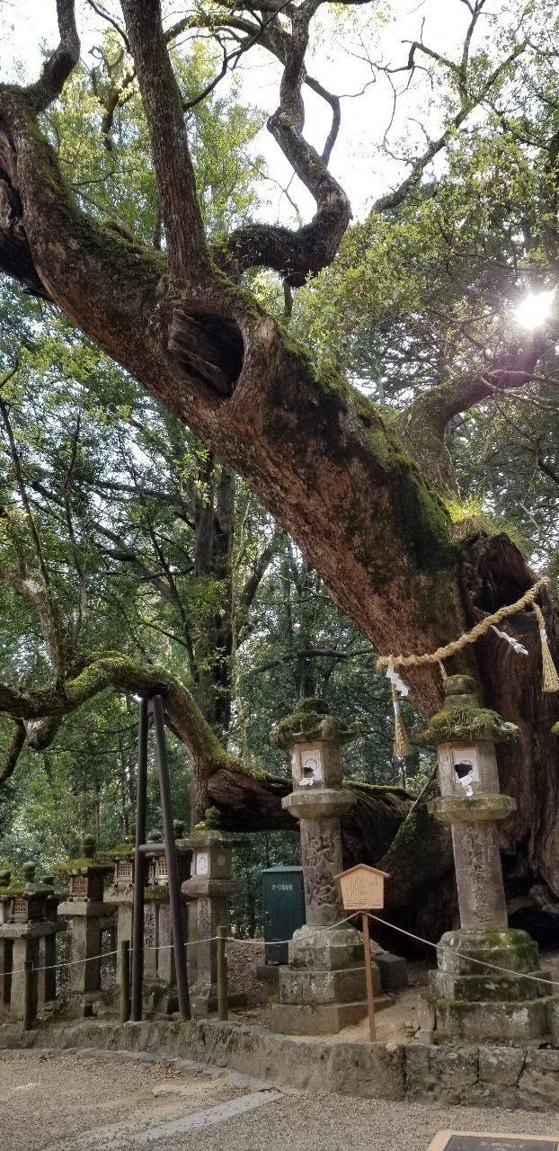 若宮神社    (春日大社境内社),奈良県奈良市春日野町160