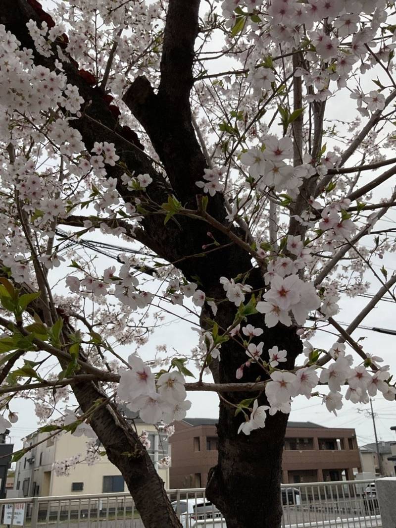 川嶋神社,愛知県名古屋市守山区川村町２８１