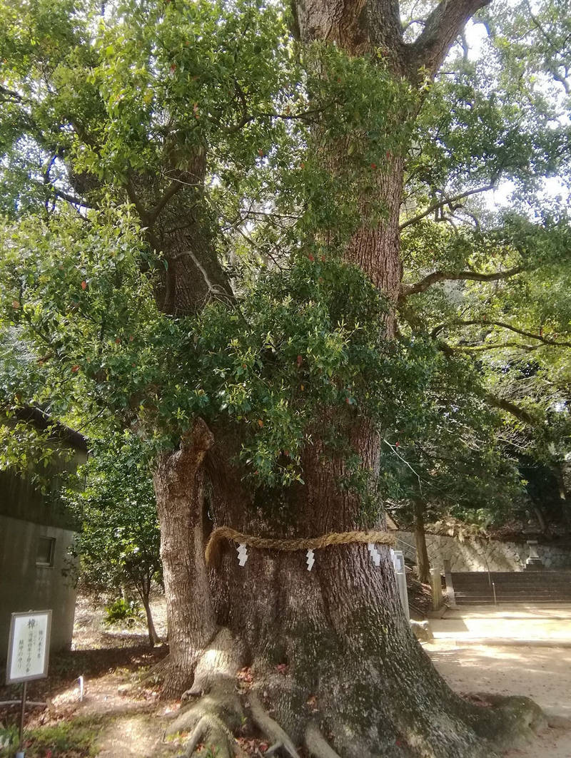 忽那島八幡宮,愛媛県松山市中島大浦3111