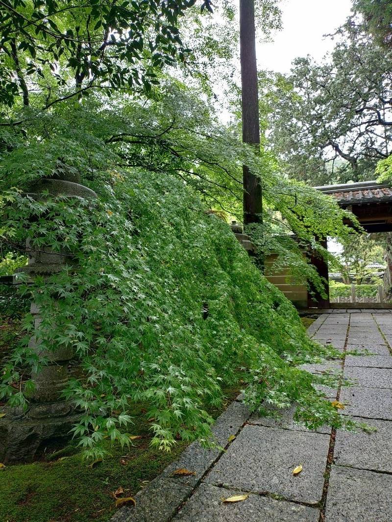 大智寺,岐阜県岐阜市山県北野668-1