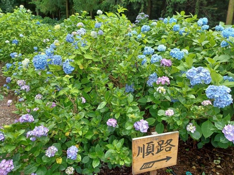 弘長寺 信濃あじさい寺 松本市 長野県 Omairi おまいり