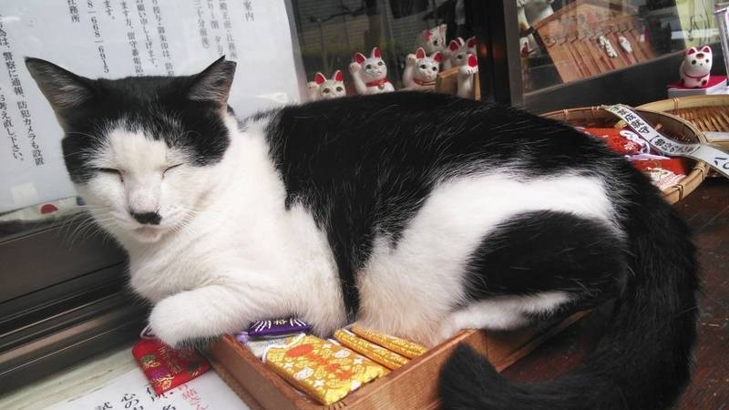 王子神社 猫神さん 徳島市 徳島県 の見どこ By ぼんぼんニャ Omairi おまいり 王子神社 猫神さん 徳島市 徳島県 の見どこ By ぼんぼんニャ Omairi おまいり