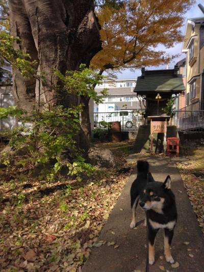 榎神社,見どころ,おみぽぽ