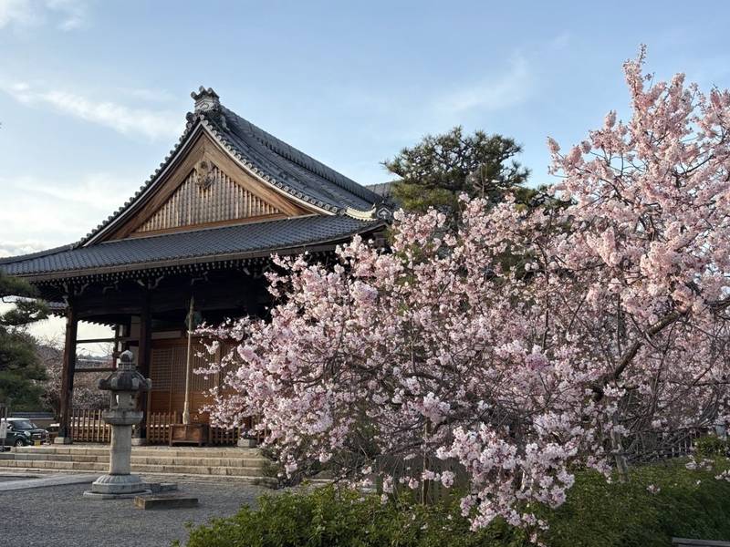 妙蓮寺,京都府京都市上京区寺之内通大宮東入る妙蓮寺前町875