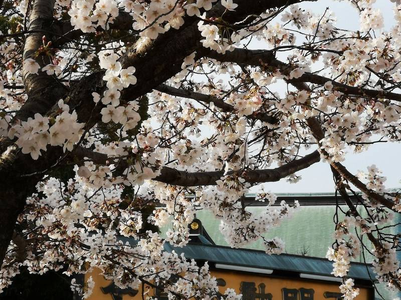 成田山大阪別院明王院 見どころ 寝屋川市 大阪府 Omairi おまいり