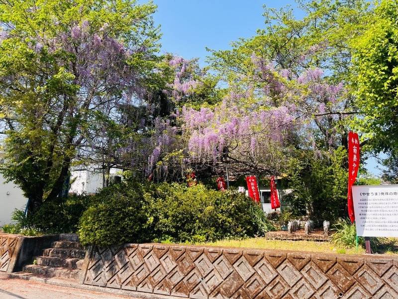 妙蓮寺,大分県由布市狭間町古野144