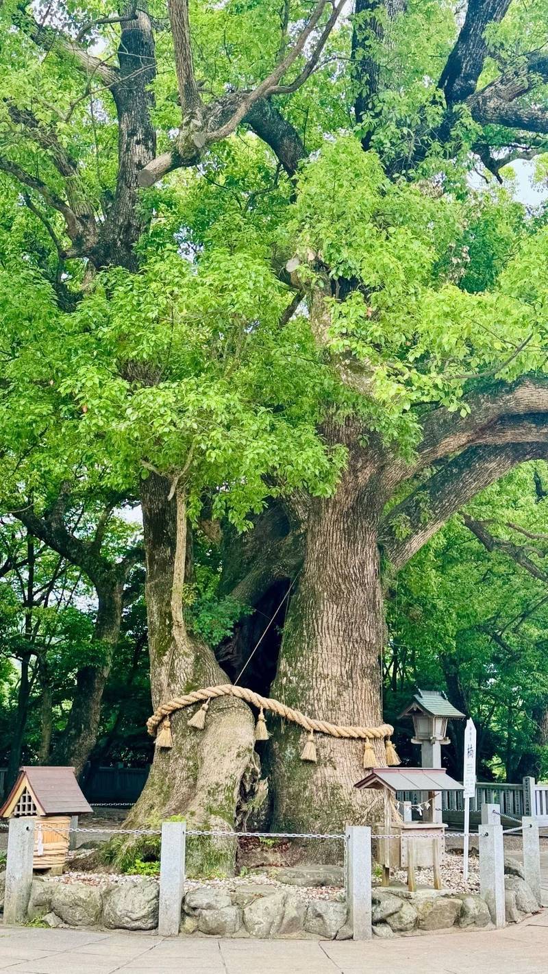 大麻比古神社,徳島県鳴門市大麻町板東字広塚13