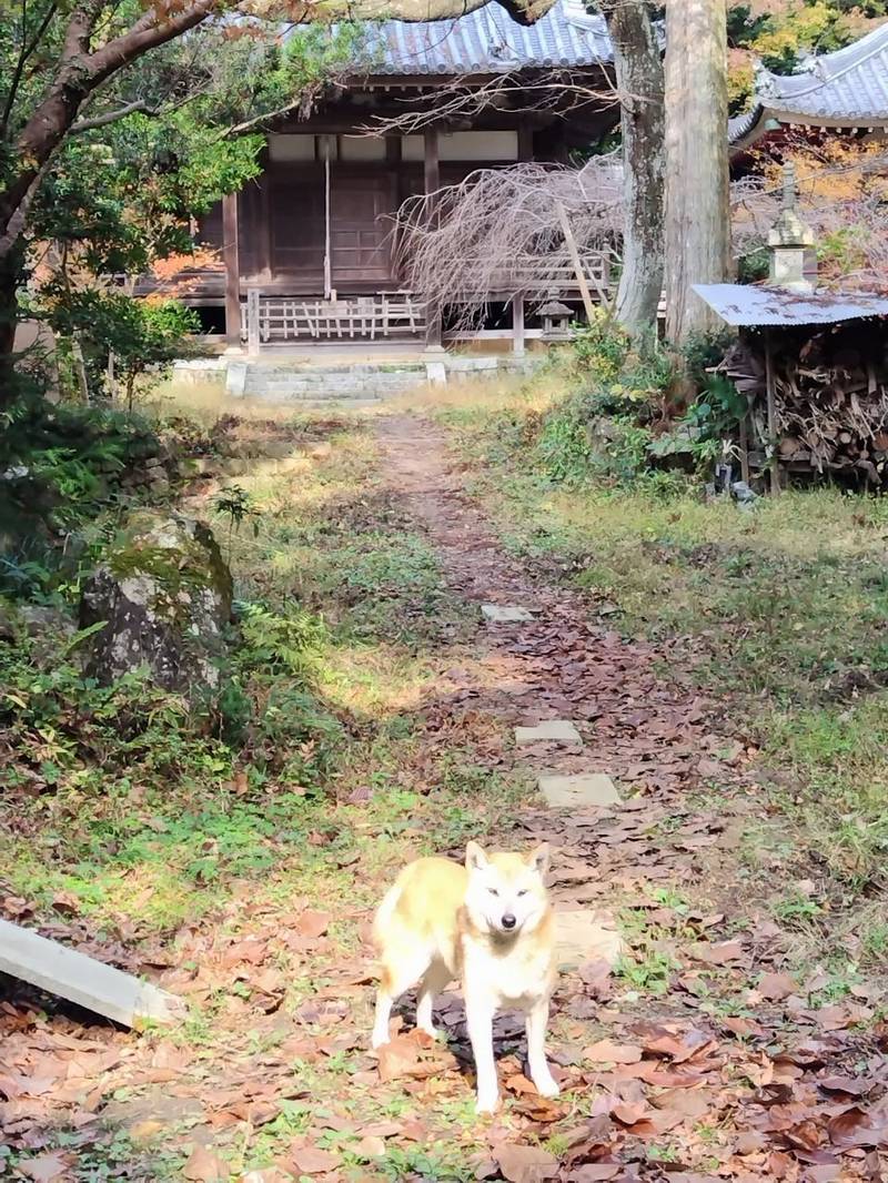 高貴寺,大阪府南河内郡河南町平石