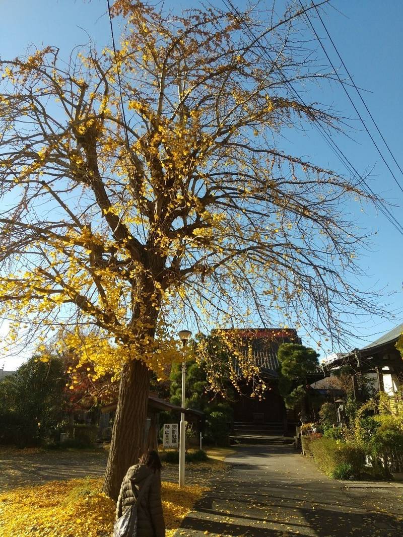 善照寺,千葉県松戸市松戸2-1857