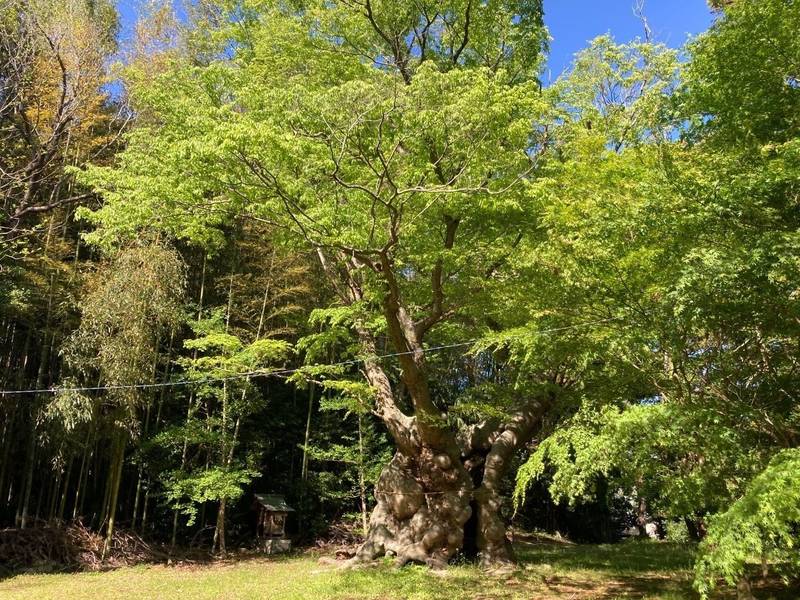 八柱神社,茨城県桜川市真壁町塙世968