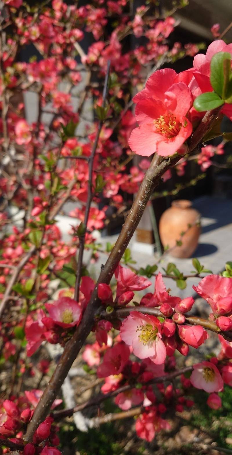 太平寺,山口県防府市上右田1074