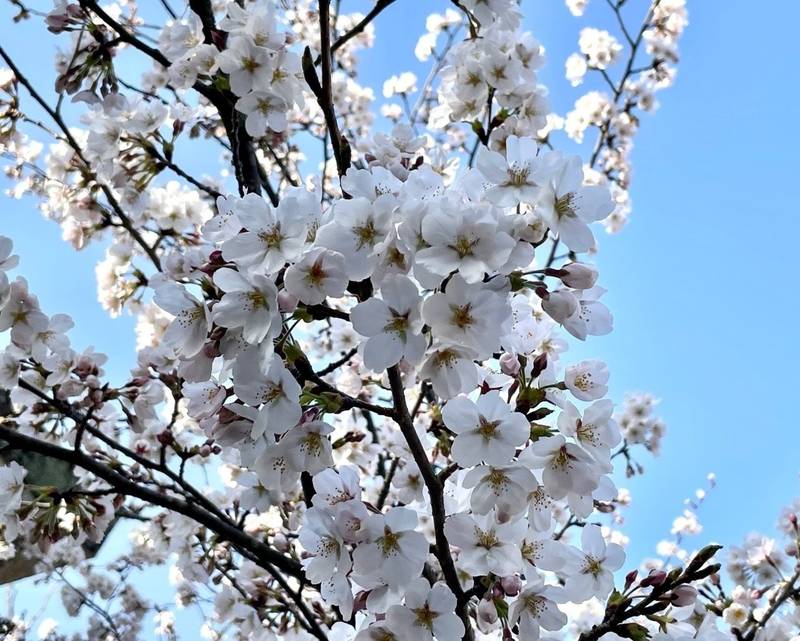 天満宮,長野県下伊那郡阿智村伍和4661