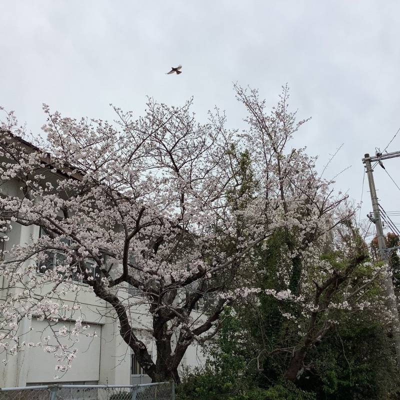 龍泉寺,和歌山県田辺市古尾25番21号