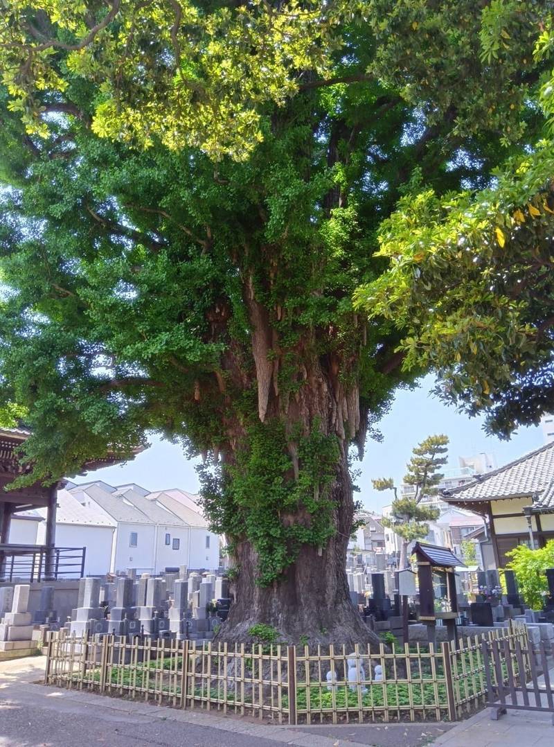 光福寺,東京都品川区大井6-9-17