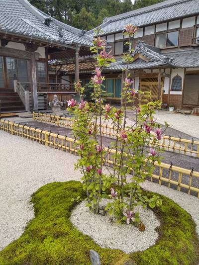 大善寺,見どころ,ちゅら君