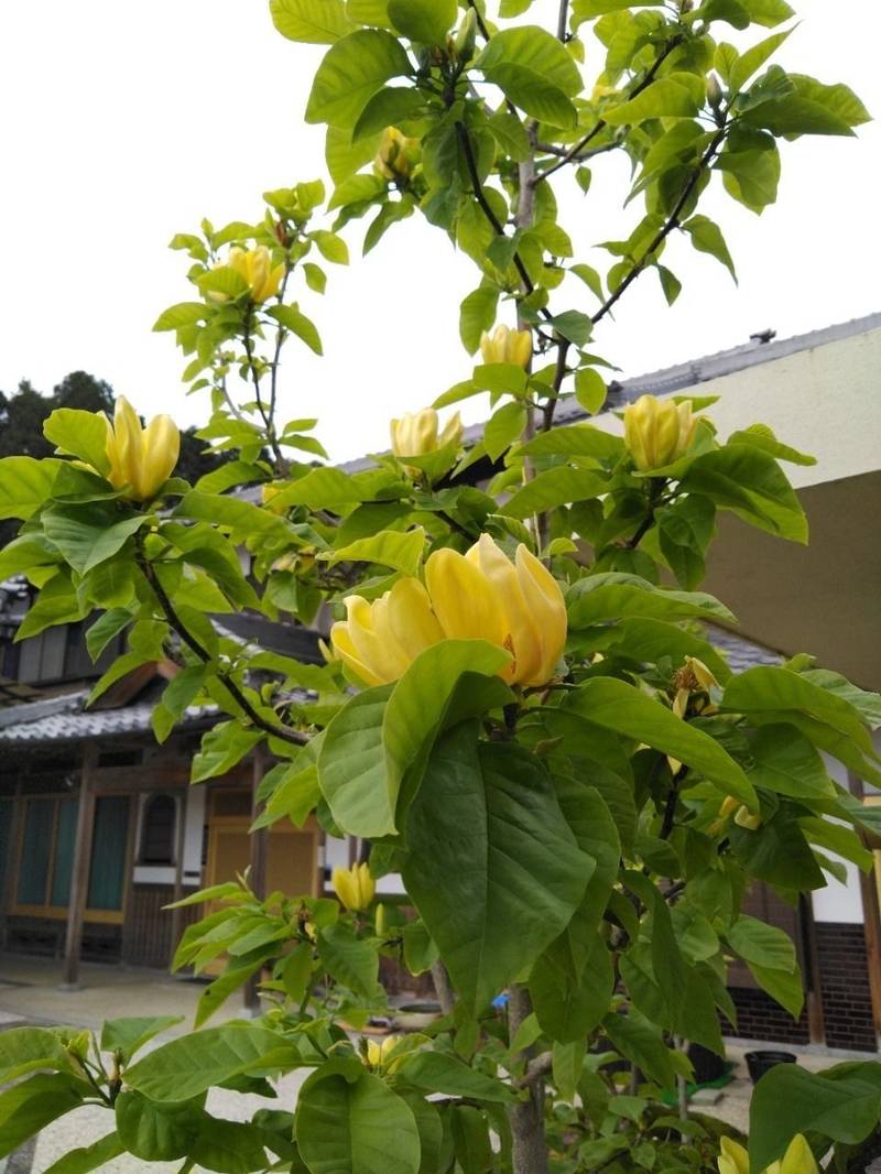 大善寺,三重県伊賀市新堂494