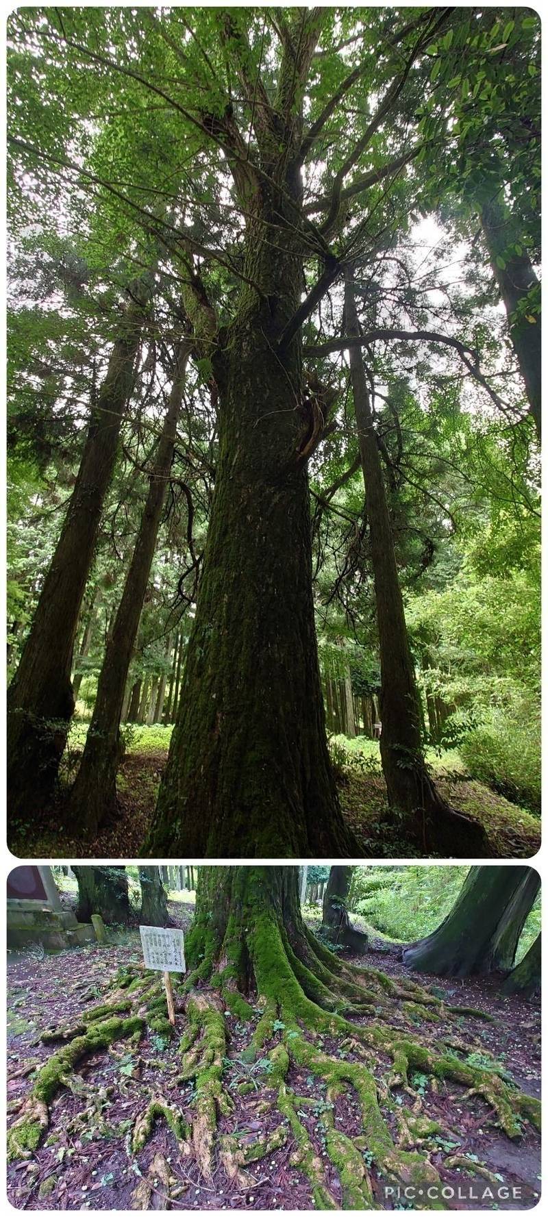 寶作神社,山口県周南市鹿野上1252