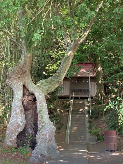 鹿島神社   (大和田),見どころ,waiwai