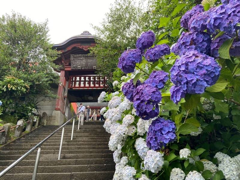 太平山神社 栃木市 栃木県 の見どころ 紫陽花祭り By しんや Omairi おまいり