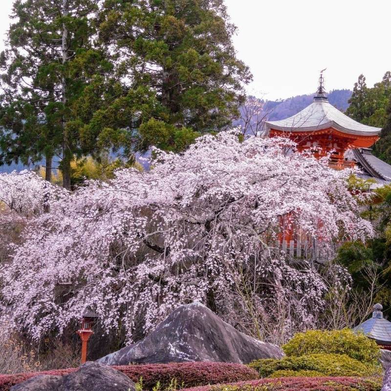 正法寺 御朱印 京都市 京都府 Omairi おまいり