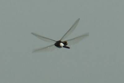 柳川市の御朱印 神社 お寺 人気ランキング21 Omairi おまいり 柳川市の御朱印 神社 お寺 人気ランキング21 Omairi おまいり