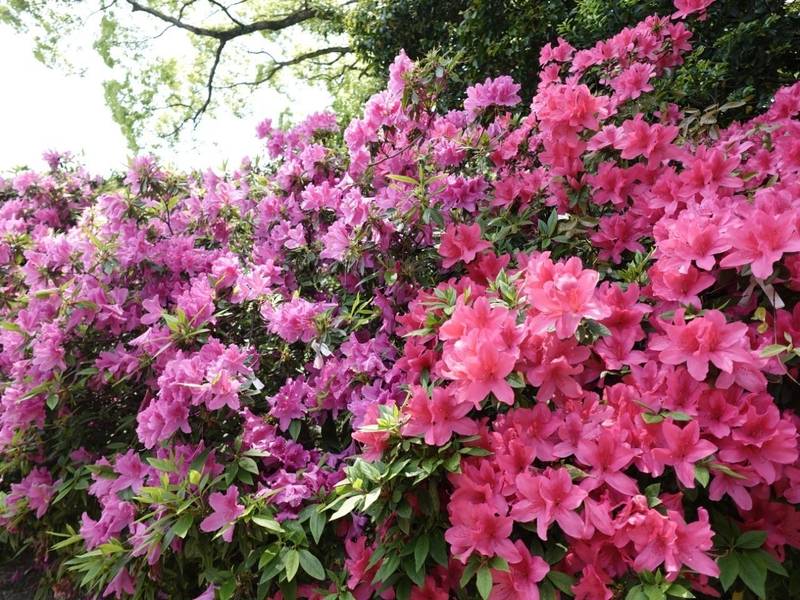 八剱神社,福岡県北九州市八幡西区本城２丁目１－５６