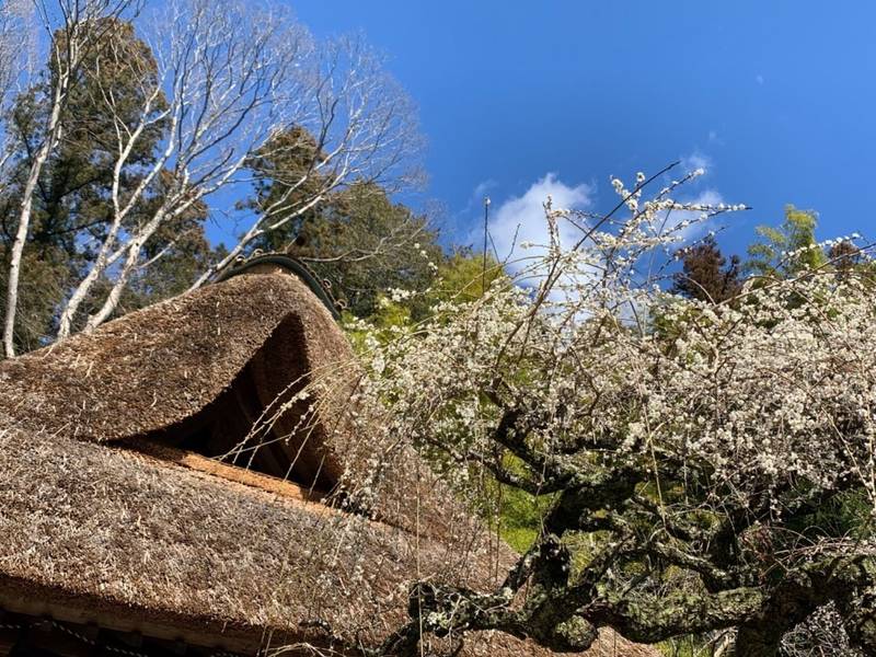 林照寺,茨城県笠間市稲田562