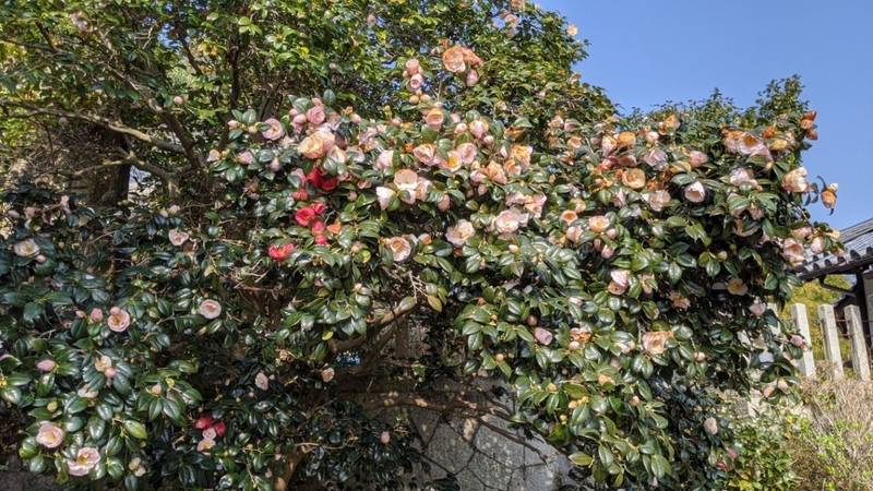 観音寺 広島市 広島県 Omairi おまいり