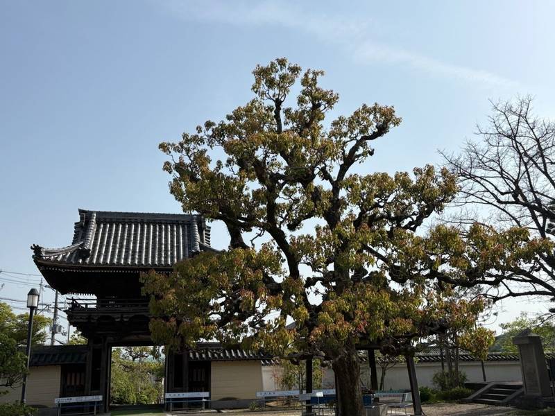 道明寺,大阪府藤井寺市道明寺一丁目14番31号