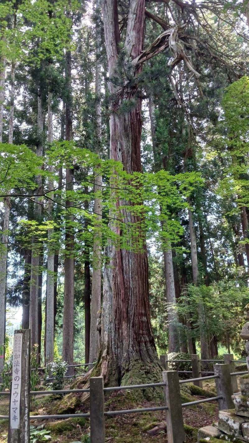 如法寺 鳥追観音,福島県耶麻郡西会津町野沢字如法寺乙3533