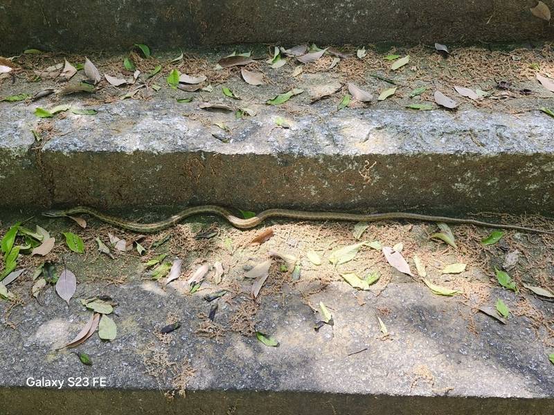 八田神社,岡山県倉敷市真備町箭田3887