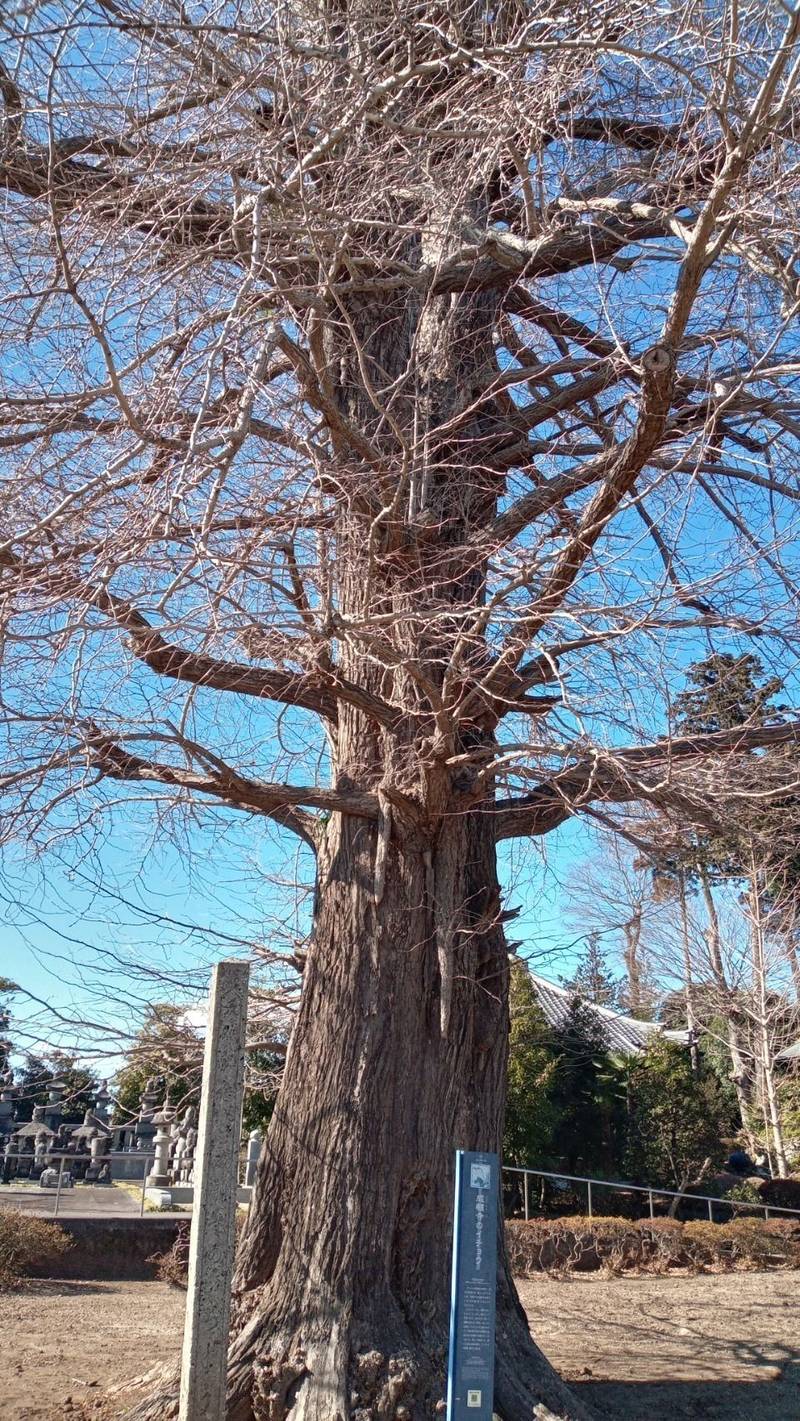 成願寺,栃木県宇都宮市西刑部町1133